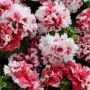 Pirouette Red